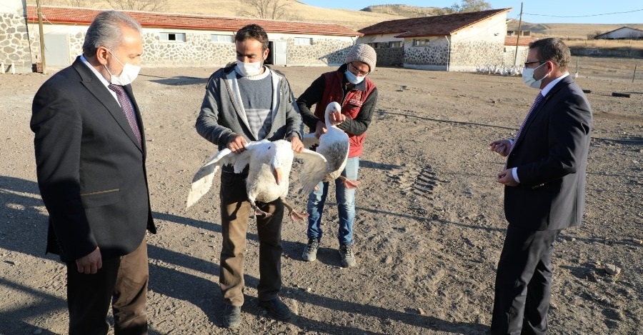 YOZGAT VALİSİ ZİYA POLAT ÜNİVERSİTEMİZ DAMIZLIK KAZ ÜRETİM TESİSLERİNDE İNCELEMELERDE BULUNDU.